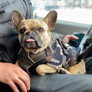 Pendleton Harding Sweater Size Medium